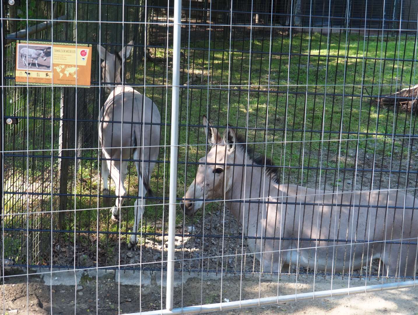 Somali wild donkeys (Equus africanus somaliensis), 2022-07-03