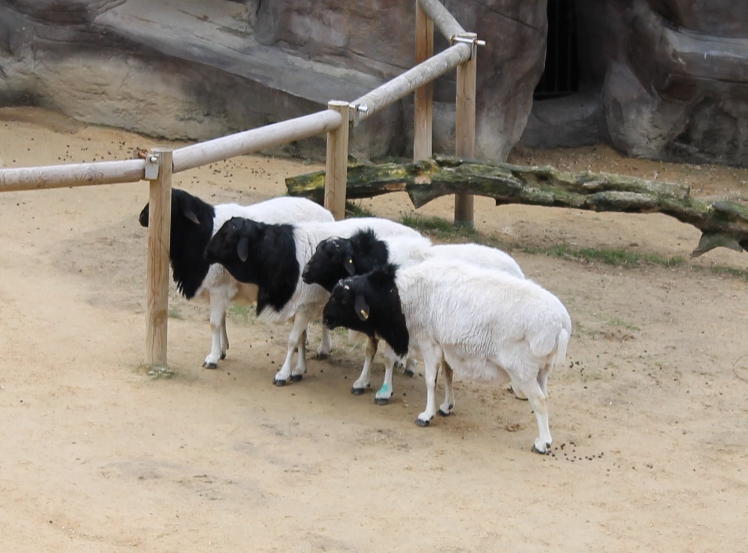 Somalia black-headed sheep