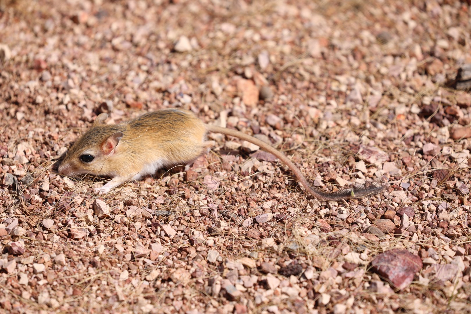 Somalian gerbil (Gerbillus somalicus)