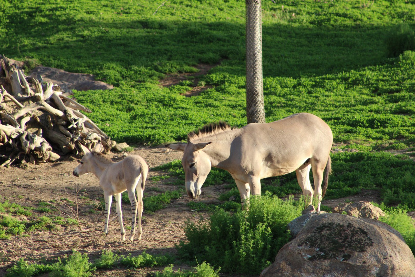 Somalian Wild Ass and Foal