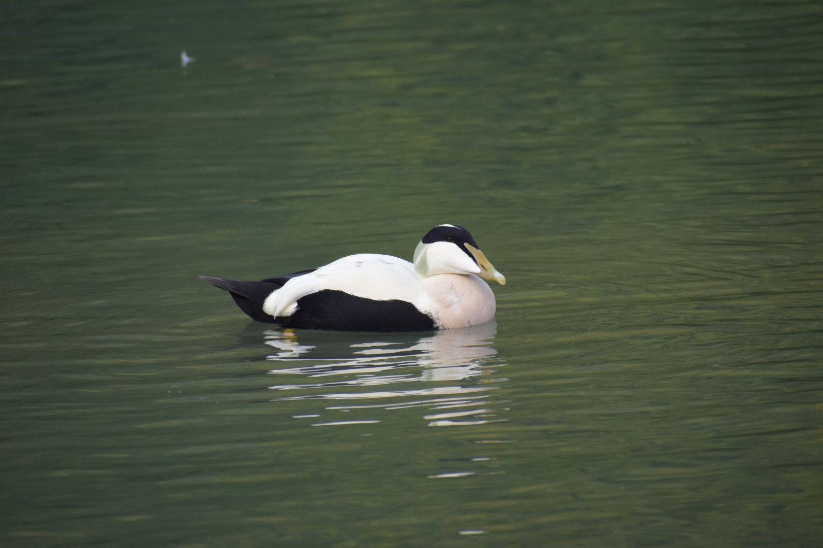 Somateria mollissima mollissima - Common Eider