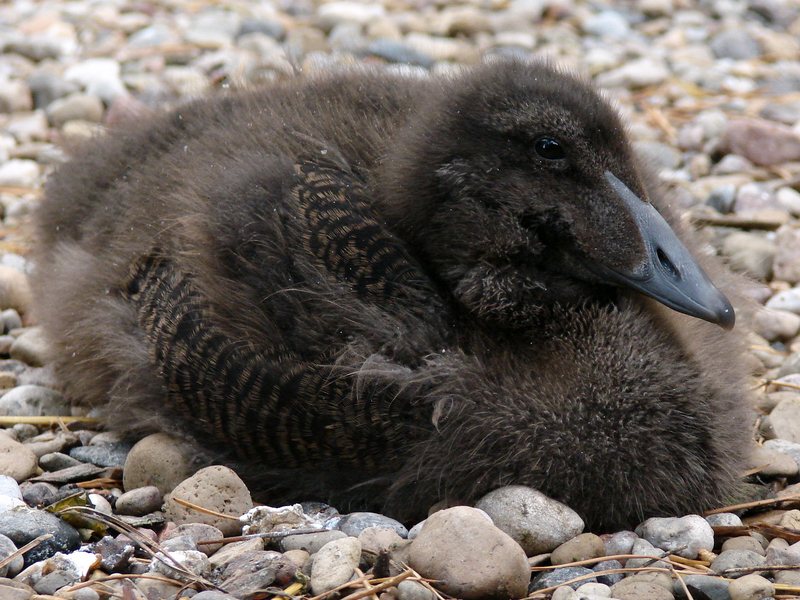 Somateria mollissima mollissima / European eider (pull), 19-06-2011