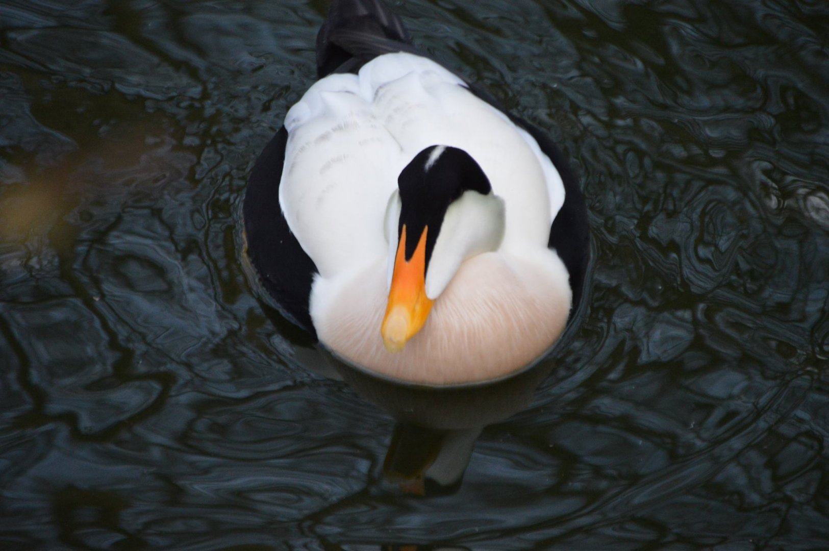 Somateria mollissima