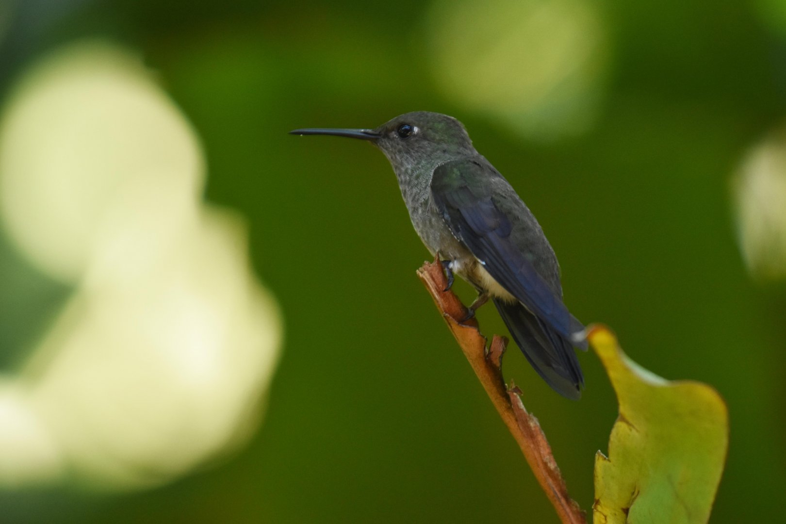 Sombre hummingbird (Aphantochroa cirrochloris)