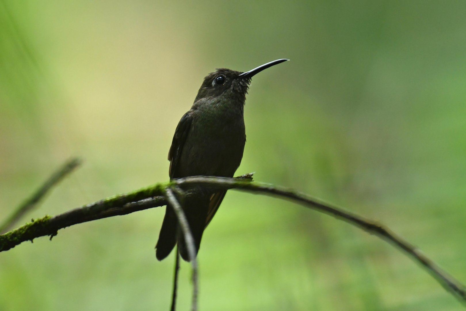 Sombre Hummingbird (Aphantochroa cirrochloris)