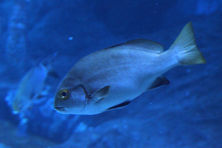 Sombre sweetlips (Plectorhinchus unicolor) - BXSea