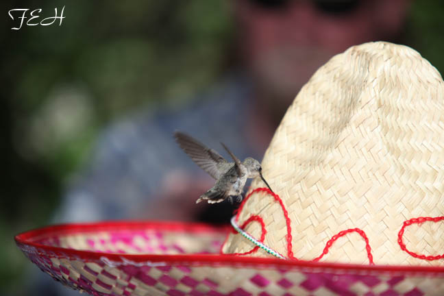 Sombrero hummingbird