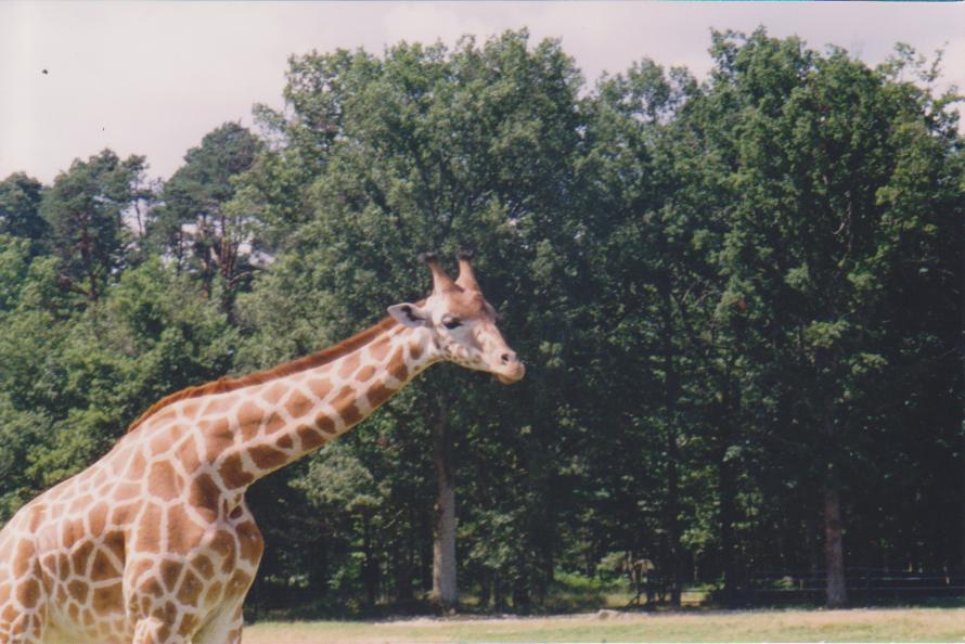 Some animal park in France: 2000