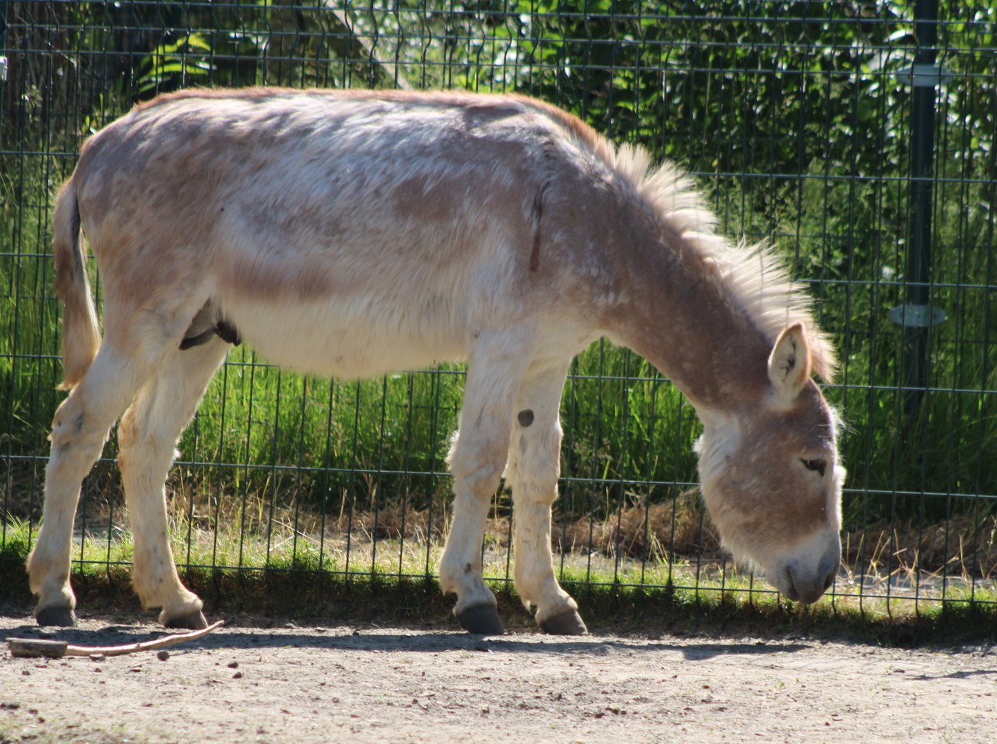 Some Donkey-breed