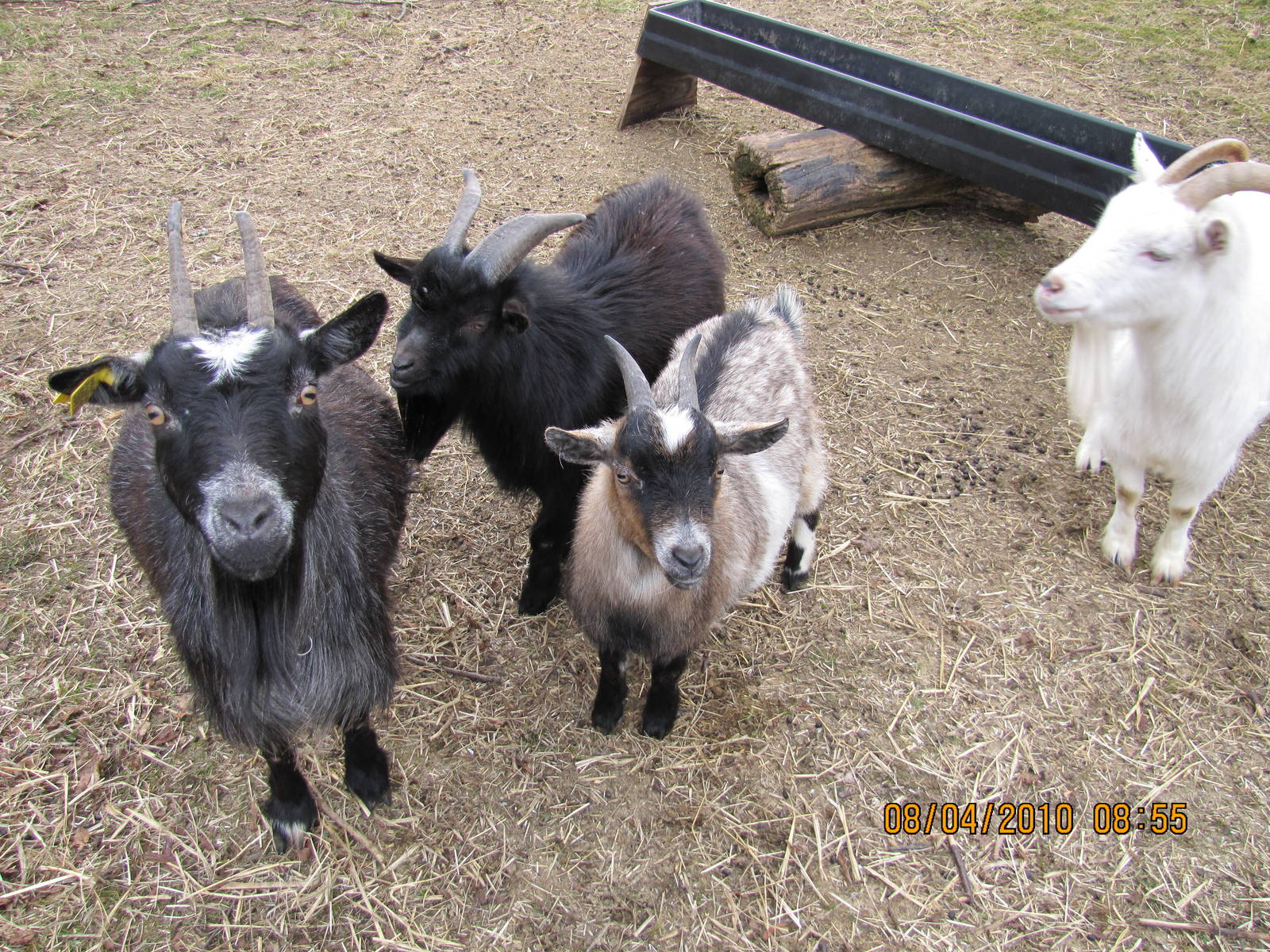some Goats