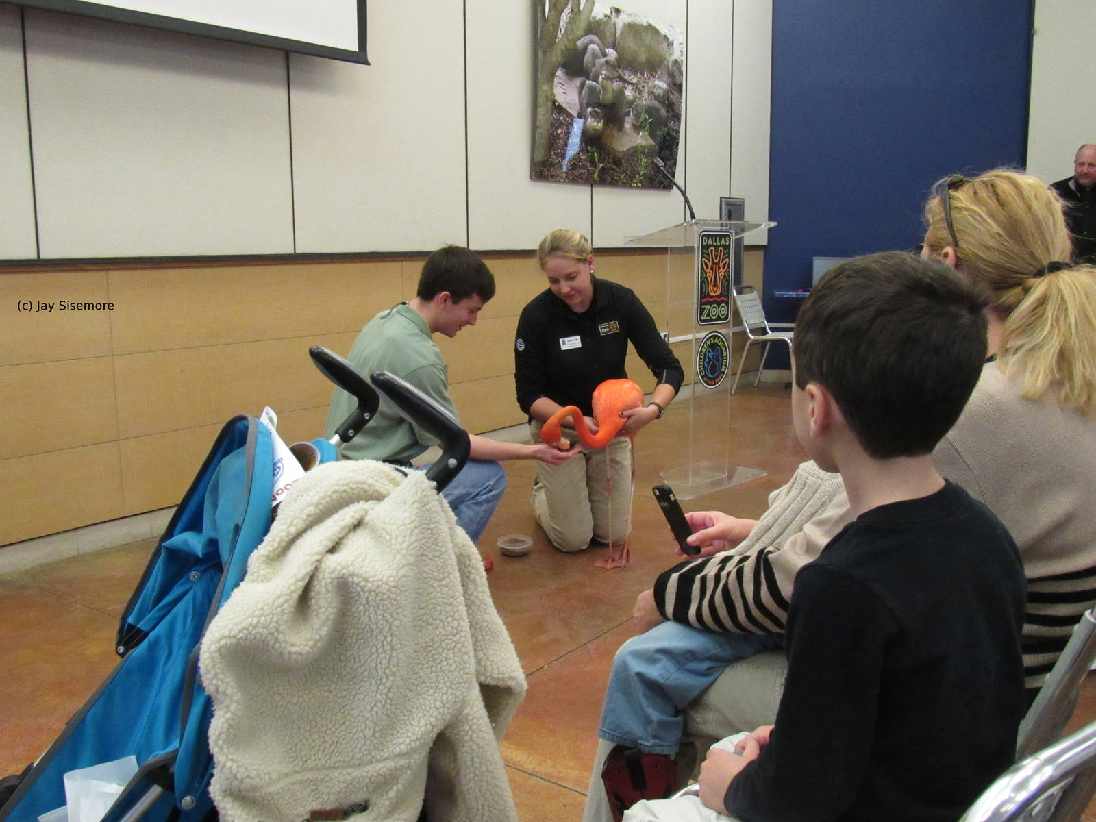 Some Guy Feeding Aruba, the Caribbean Flamingo