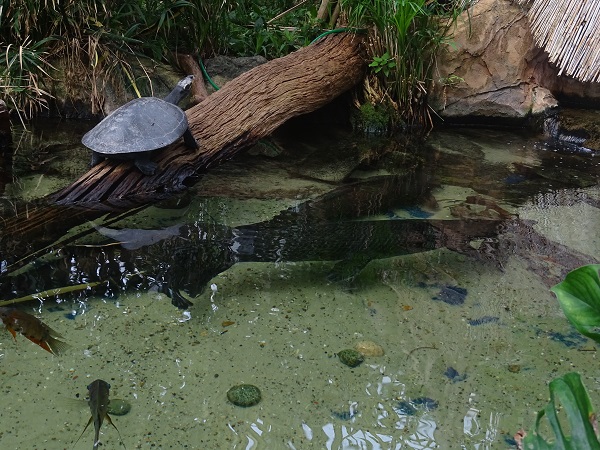 Some inhabitants of the Amazon tank