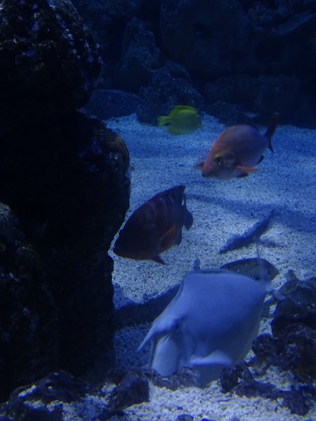 Some inhabitants of the tunnel aquarium