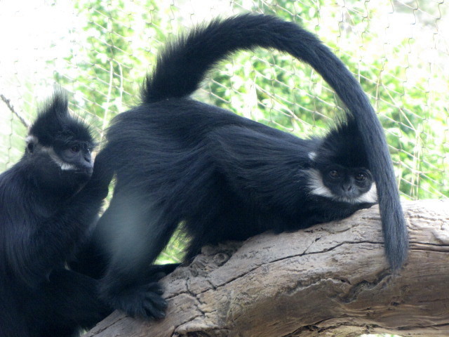 Some Intimate Grooming