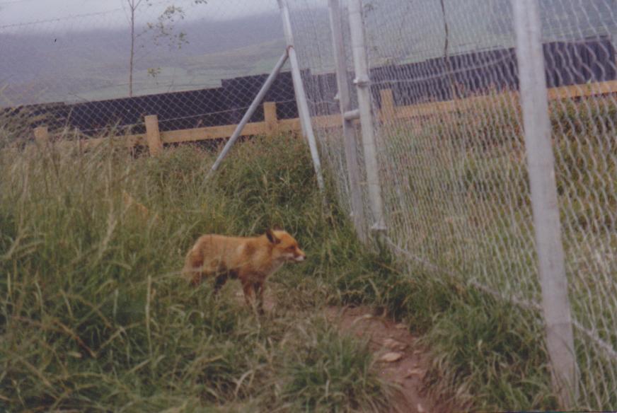 Some irish wildlife Park: 2001