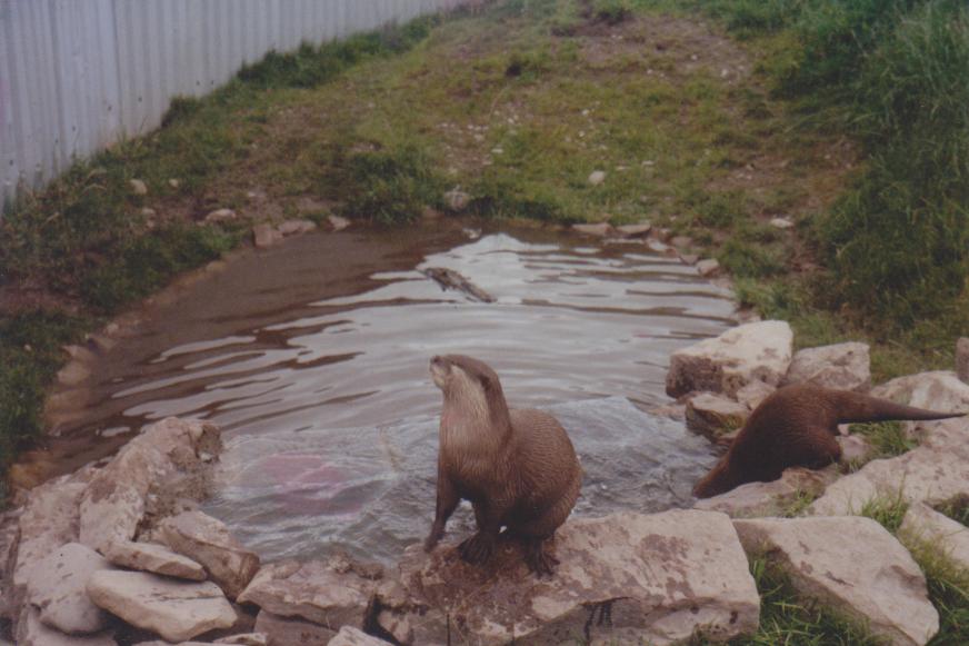 Some irish wildlife Park: 2001