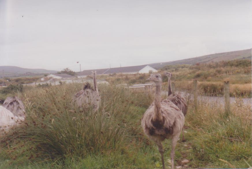 Some irish wildlife Park: 2001