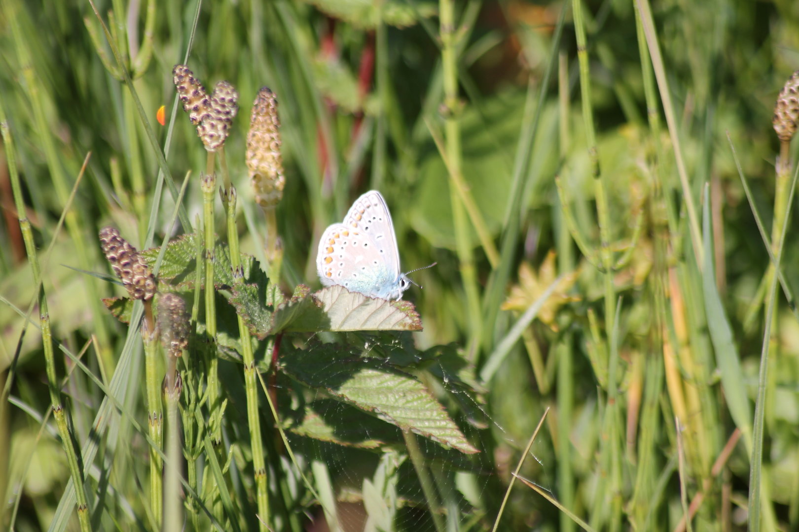 some kind of butterfly?