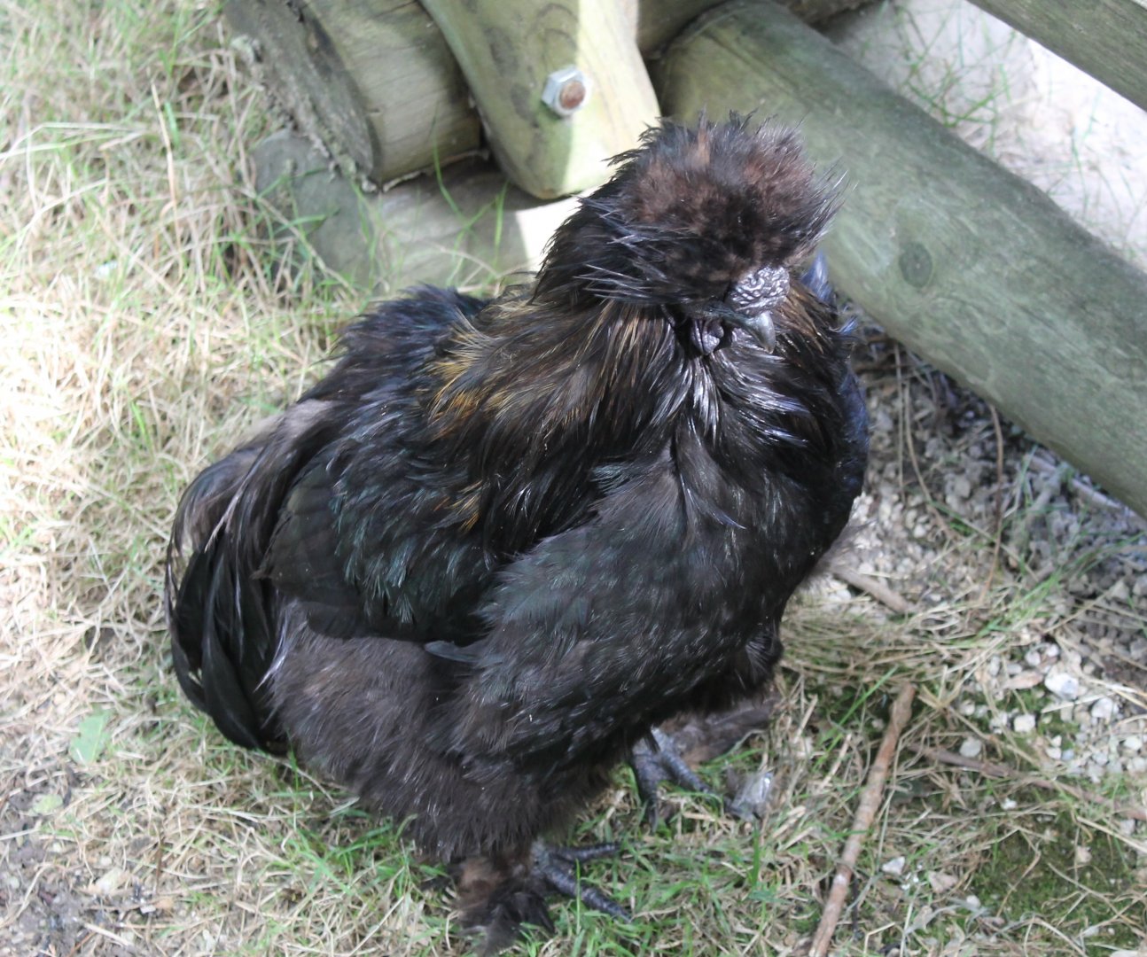 Some kind of chicken-breed - Silky ?