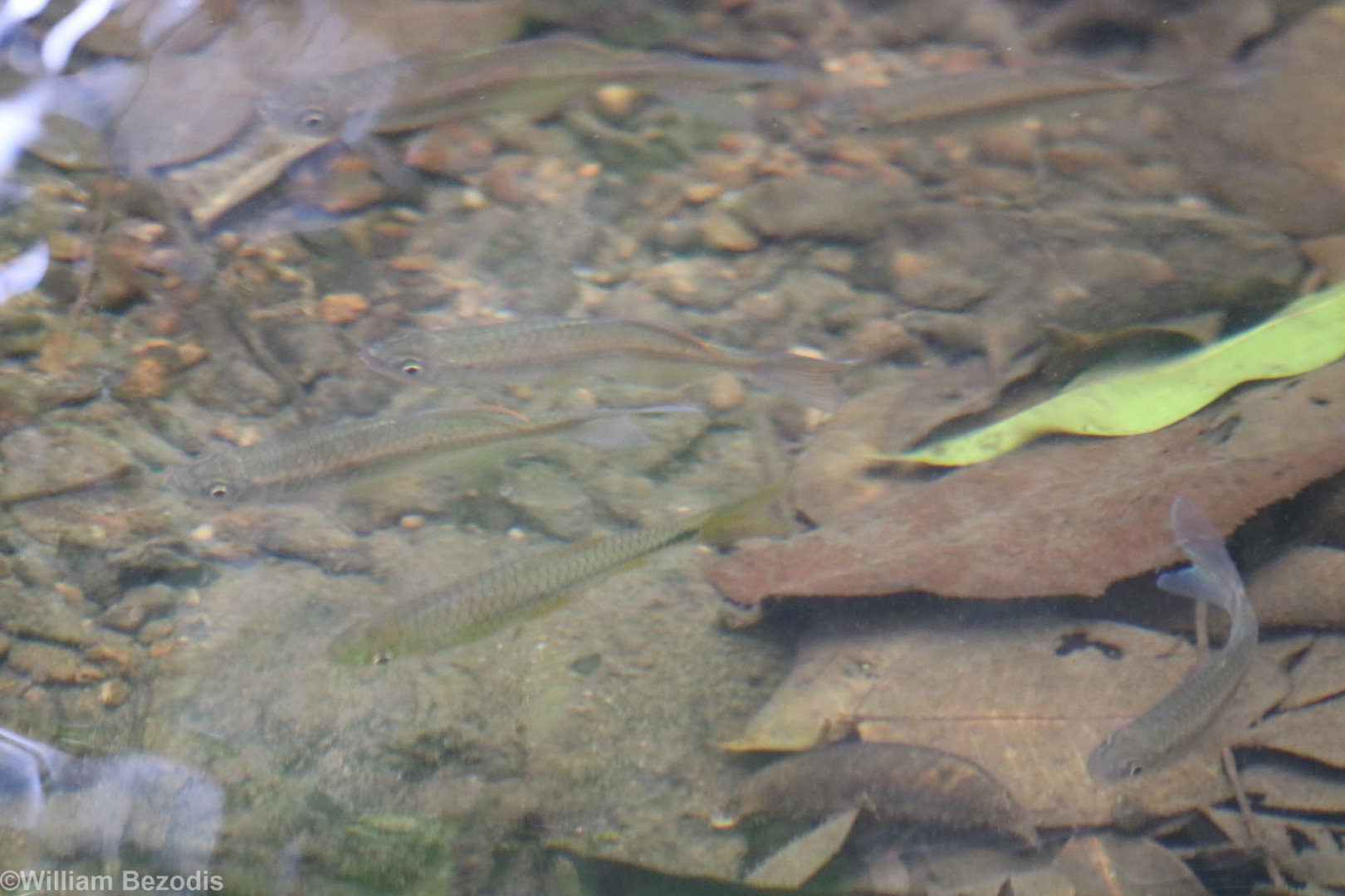 Some Kind of Fish - Kaeng Krachan National Park
