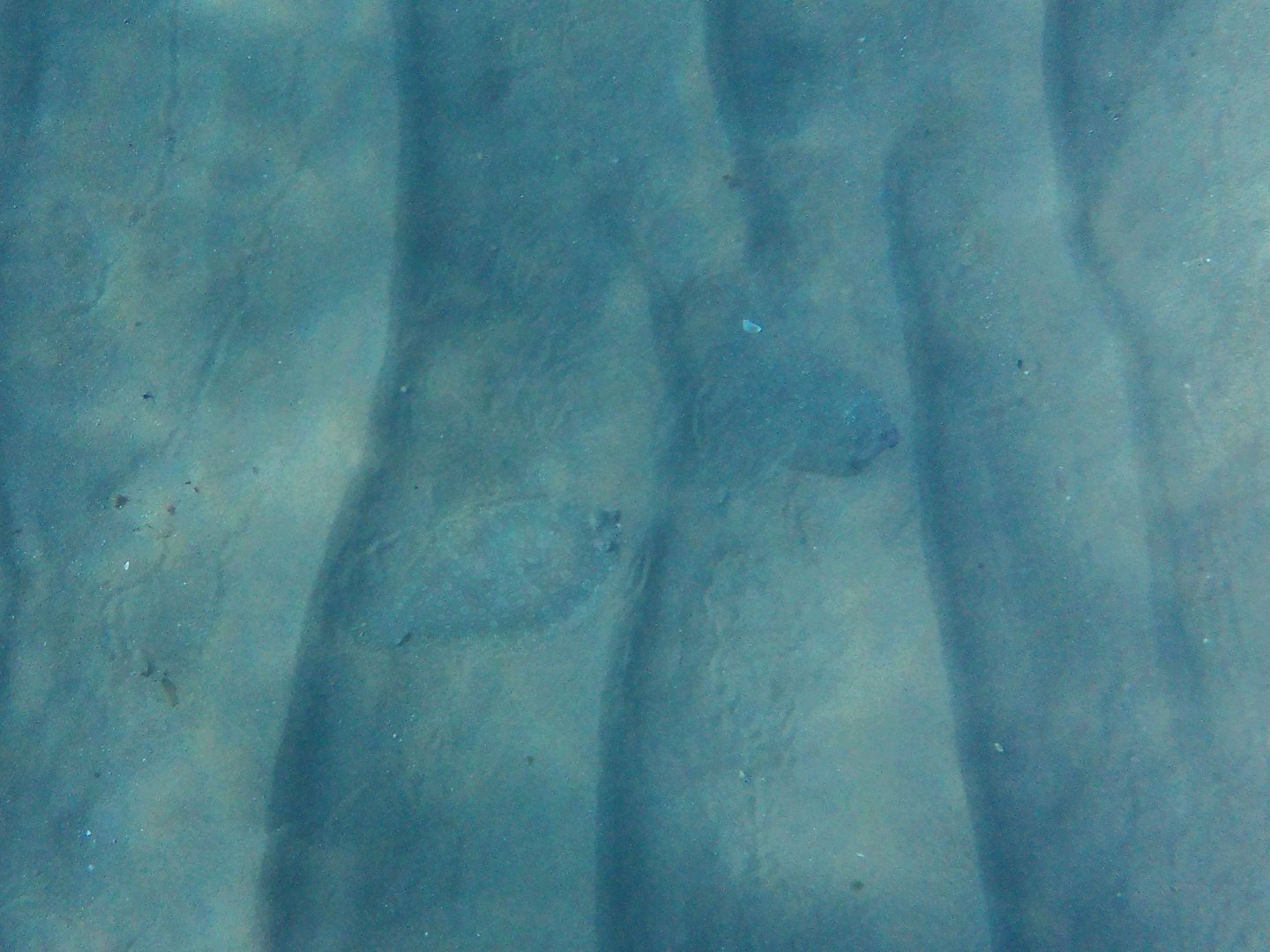 Some kind of Flatfish