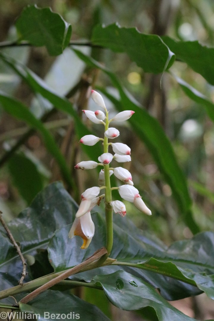 Some Kind of Flower - Khao Yai National Park