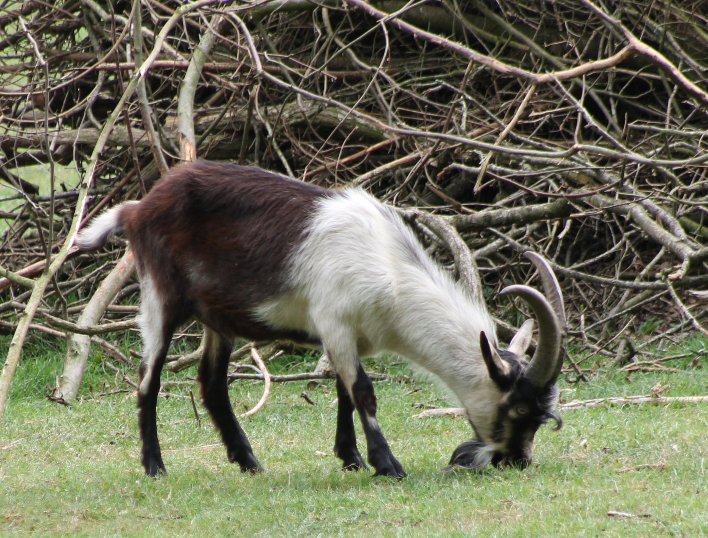 Some kind of Goat-breed