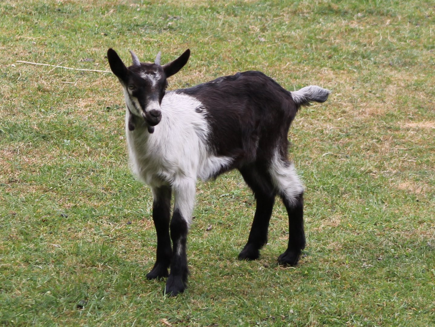 Some kind of Goat-breed