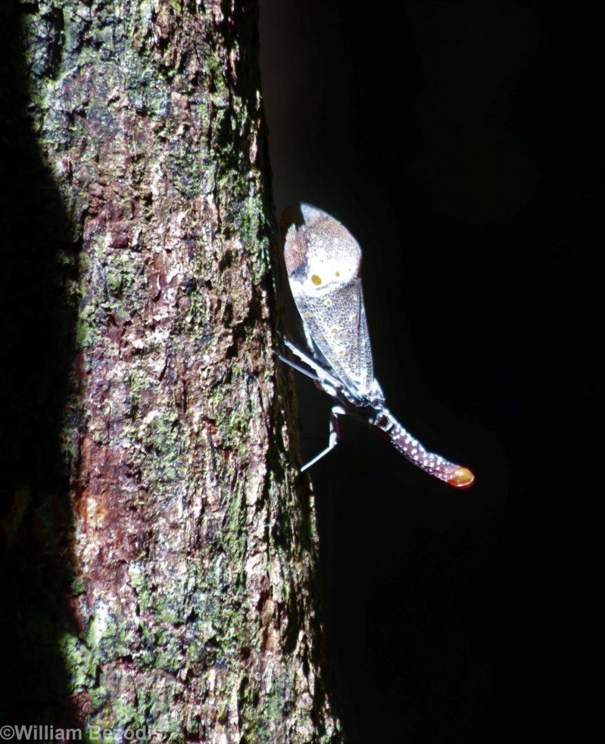 Some Kind of Insect - Taman Negara