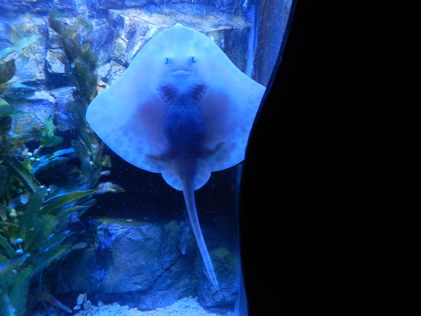 Some kind of ray? - SEA LIFE Scarborough - 26/08/2012