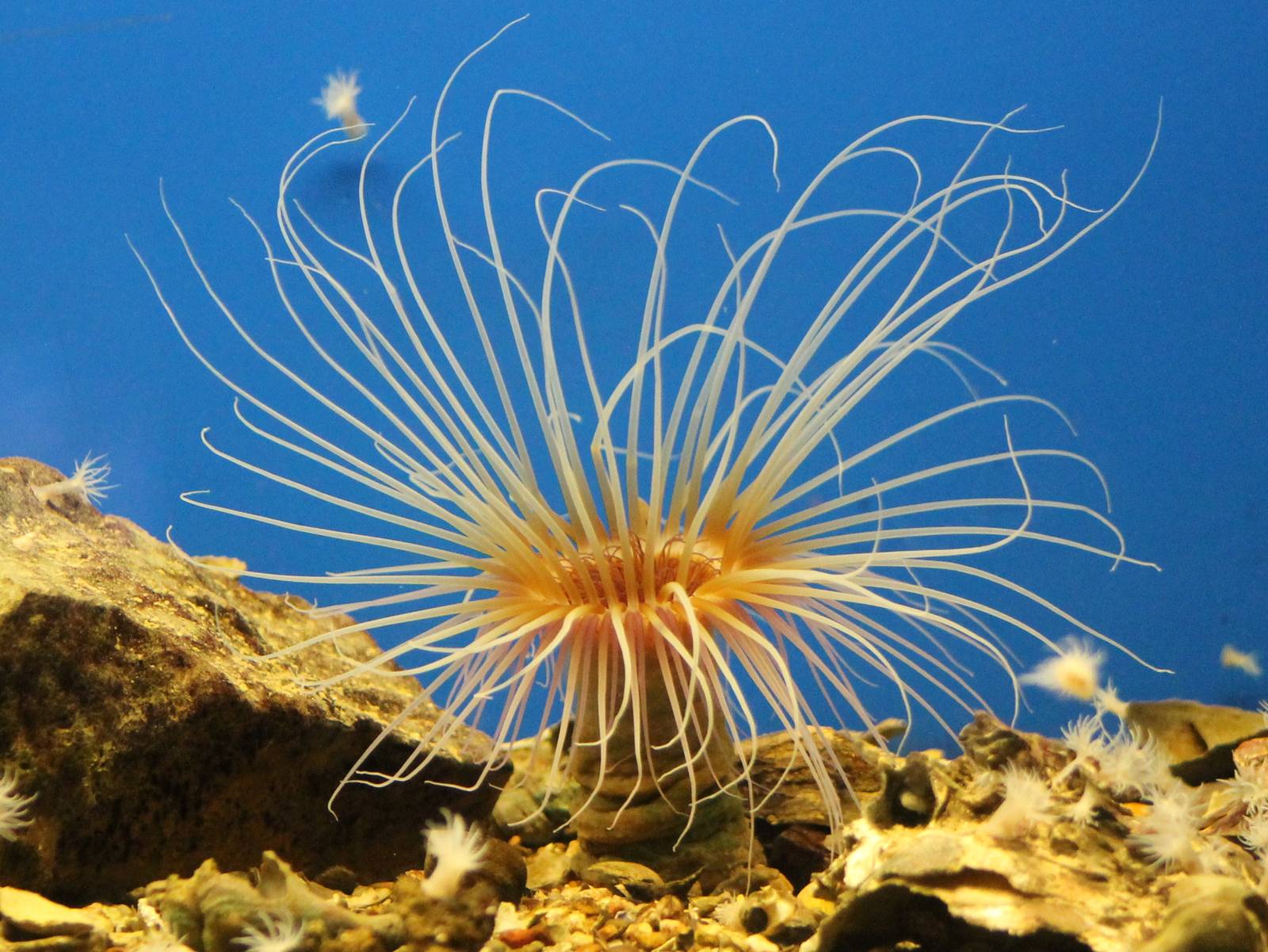 Some kind of sea-anemone