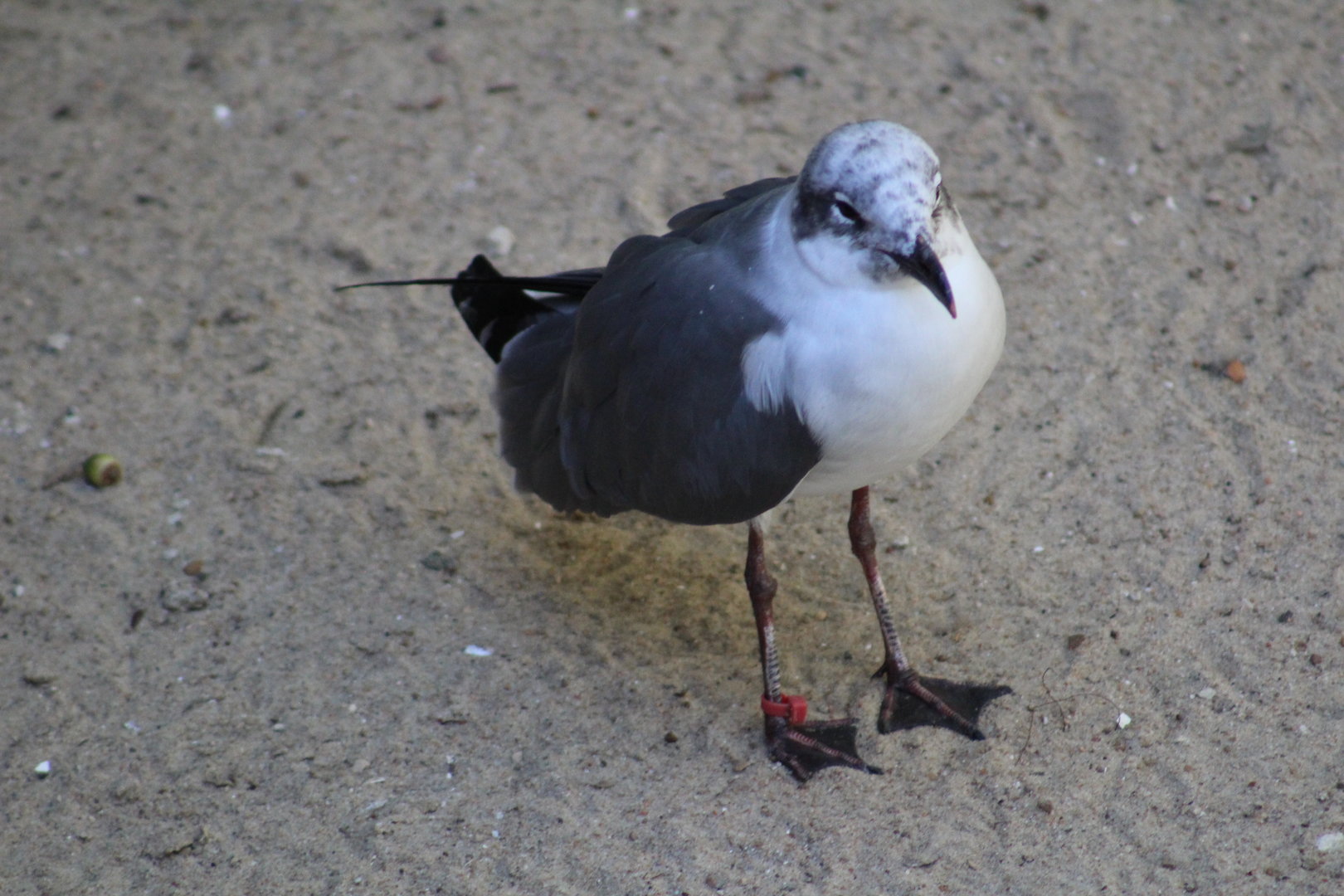Some kind of seagull? - Wild Texas!