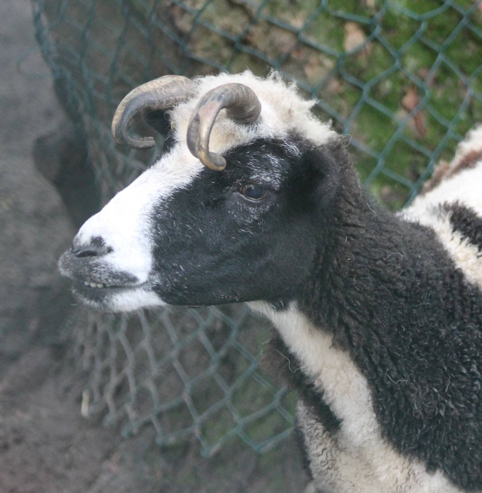 Some kind of Sheep-breed