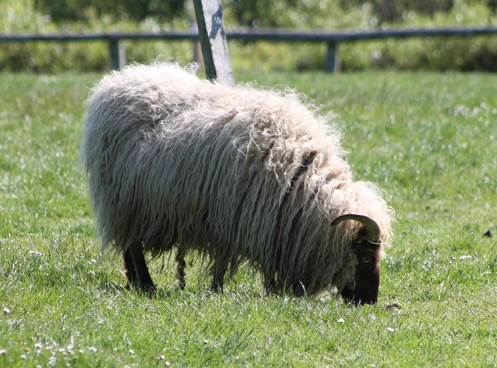Some kind of Sheep-breed