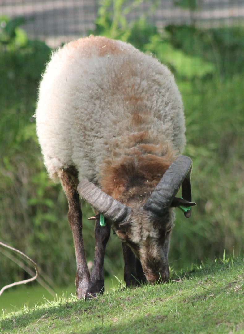 Some kind of sheep-breed