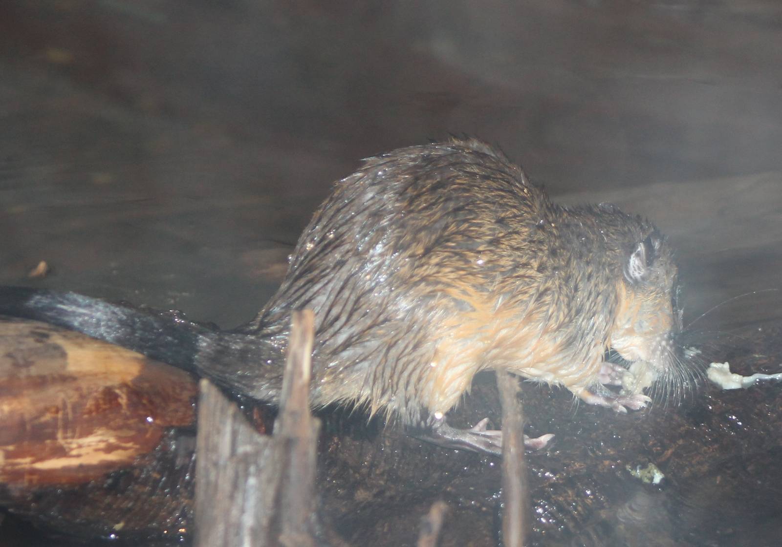 some kind of waterrat