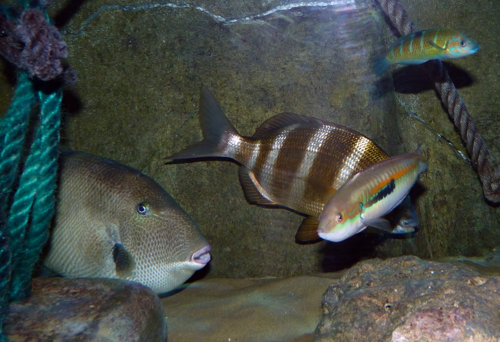 Some nice Mediterranean fishes