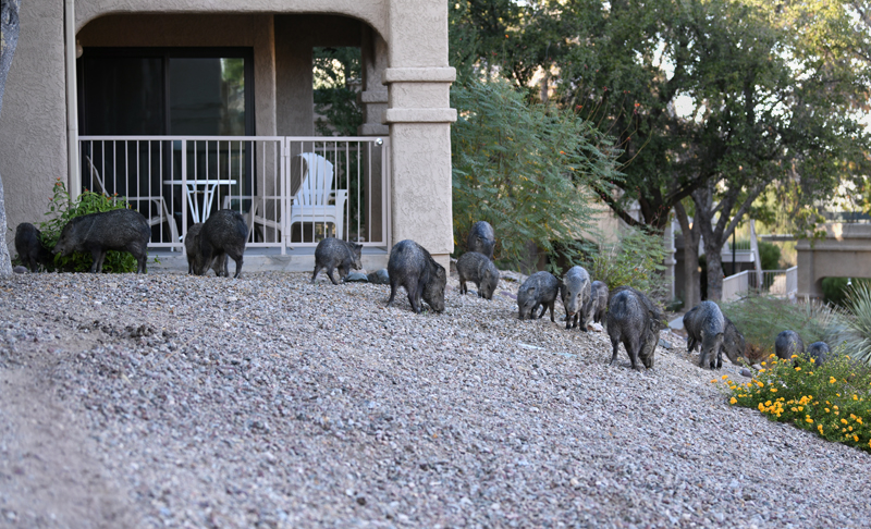 Some of my neighbors