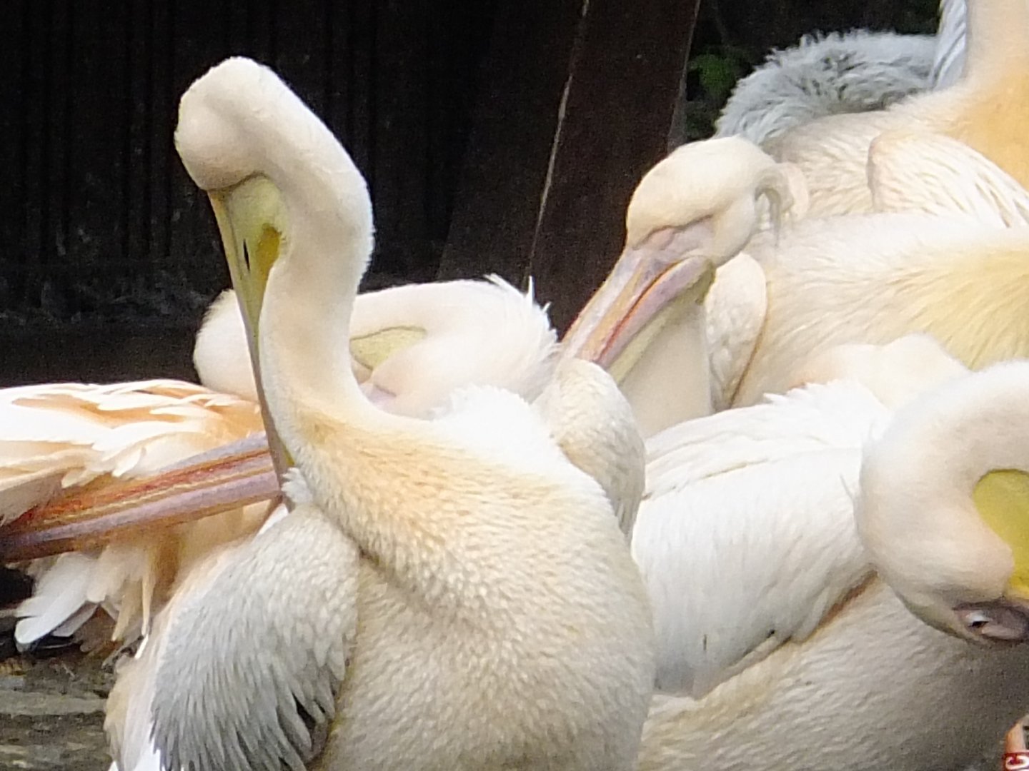Some of pelicans (40x zoom)