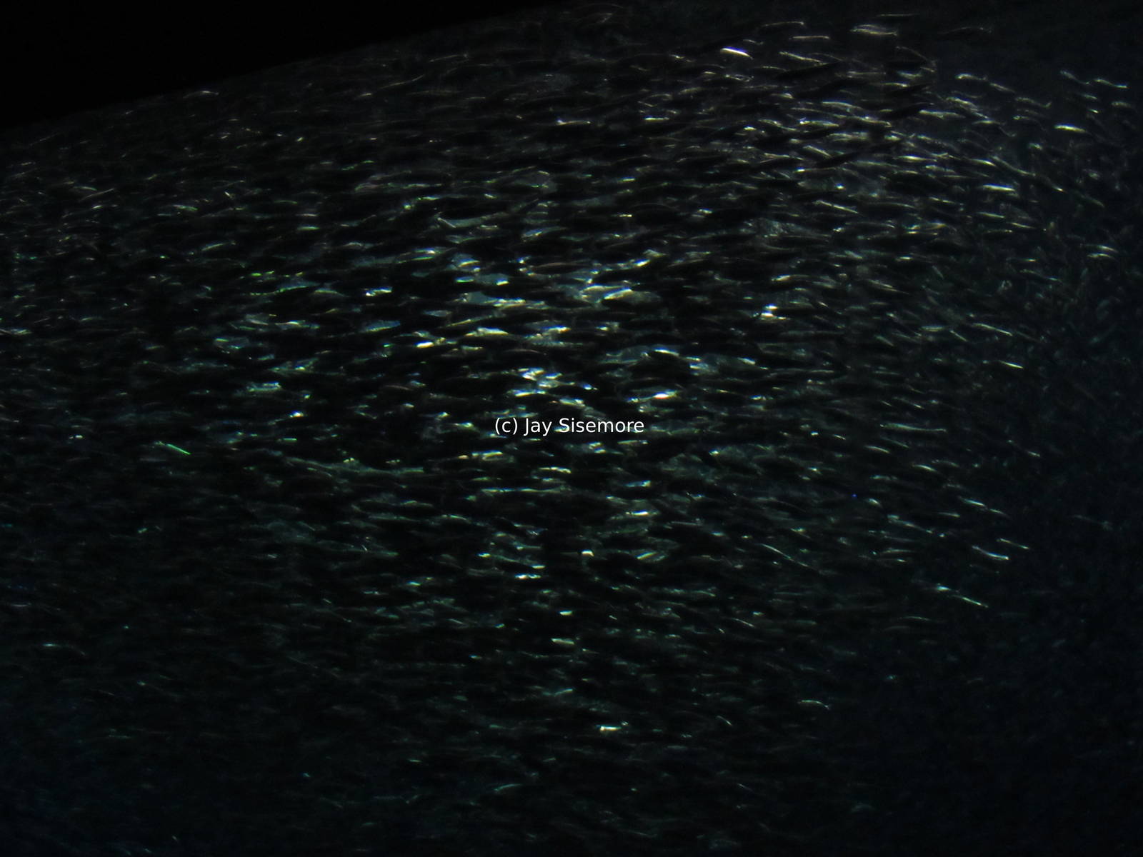 Some of the 28,000 Sardines