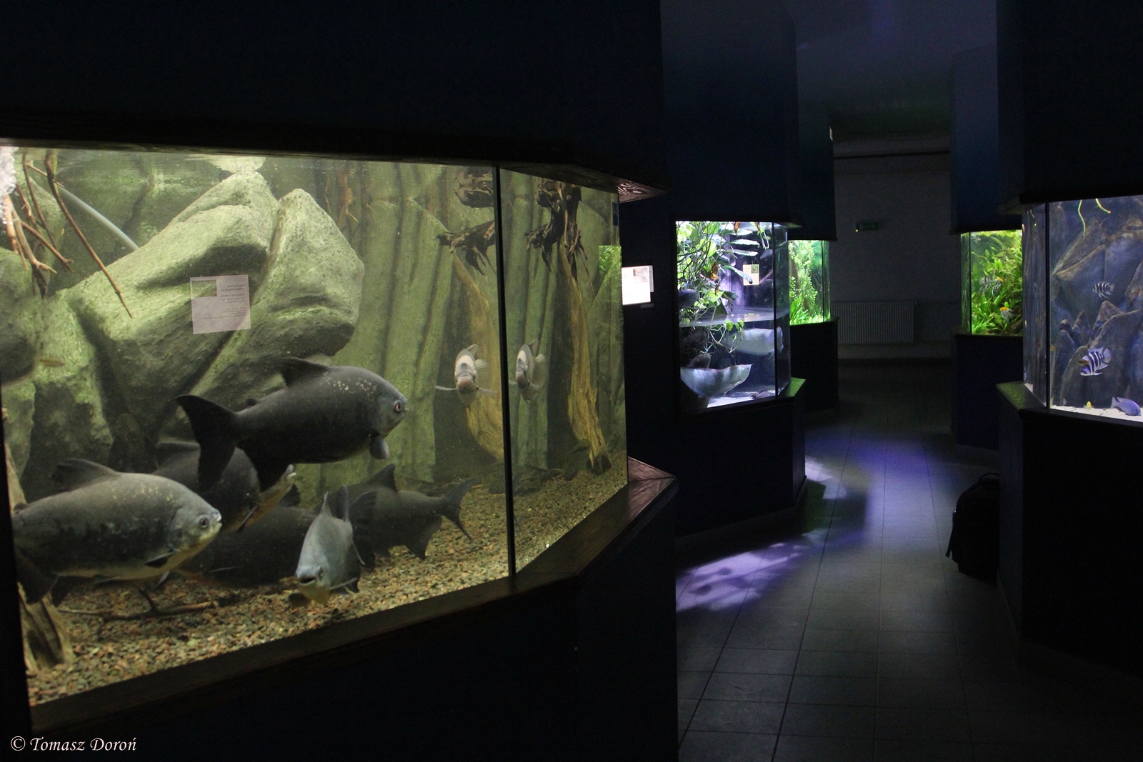 Some of the aquariums at Zoo Zamosc, 30. Dezember 2014