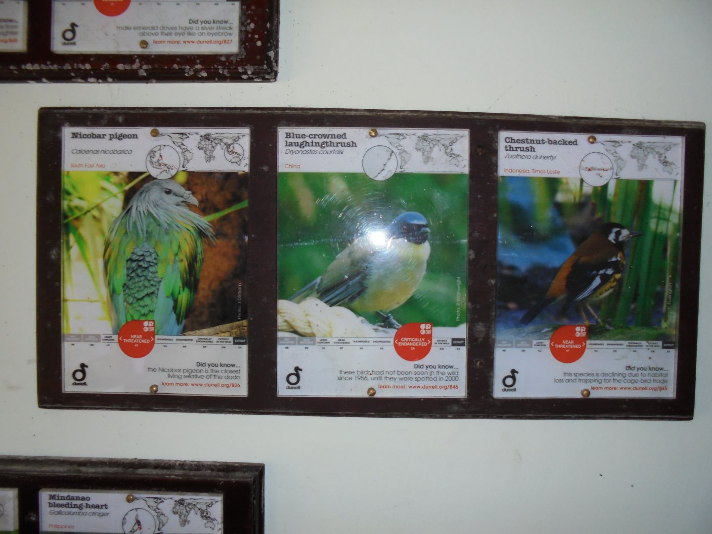 Some of the inhabitants of the Jewels of the Forest