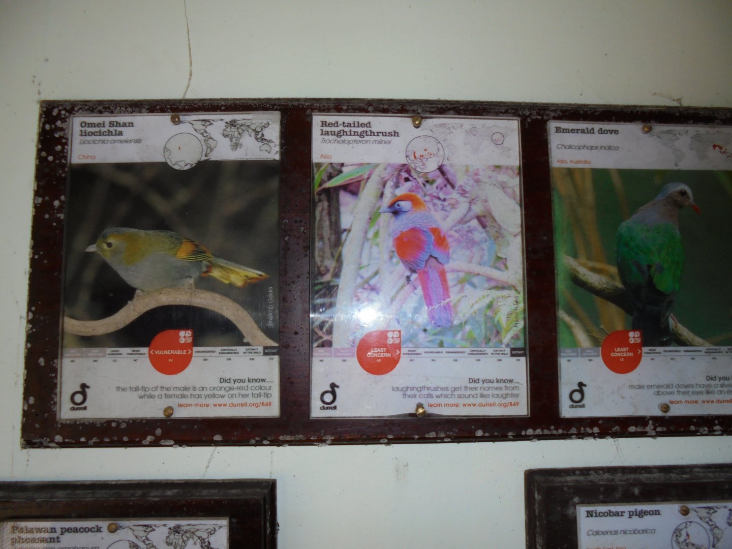 Some of the inhabitants of the Jewels of the Forest