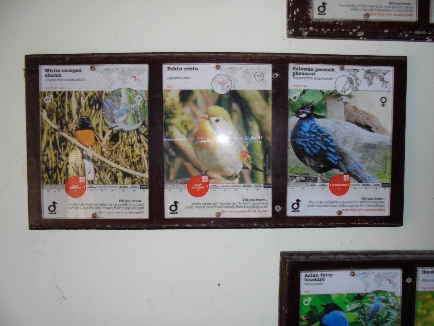 Some of the inhabitants of the Jewels of the Forest