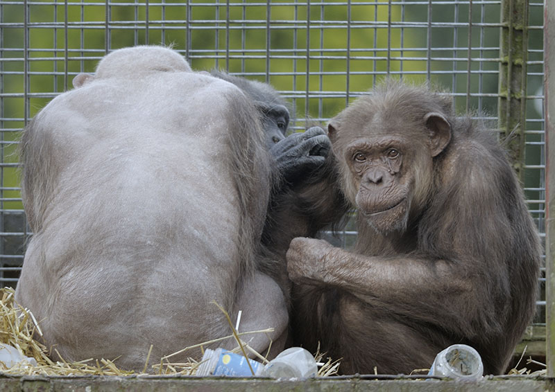 Some of the last chimps in the Green Mile