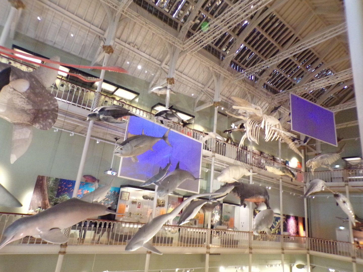 Some of the suspended aquatic animals 26.8.23