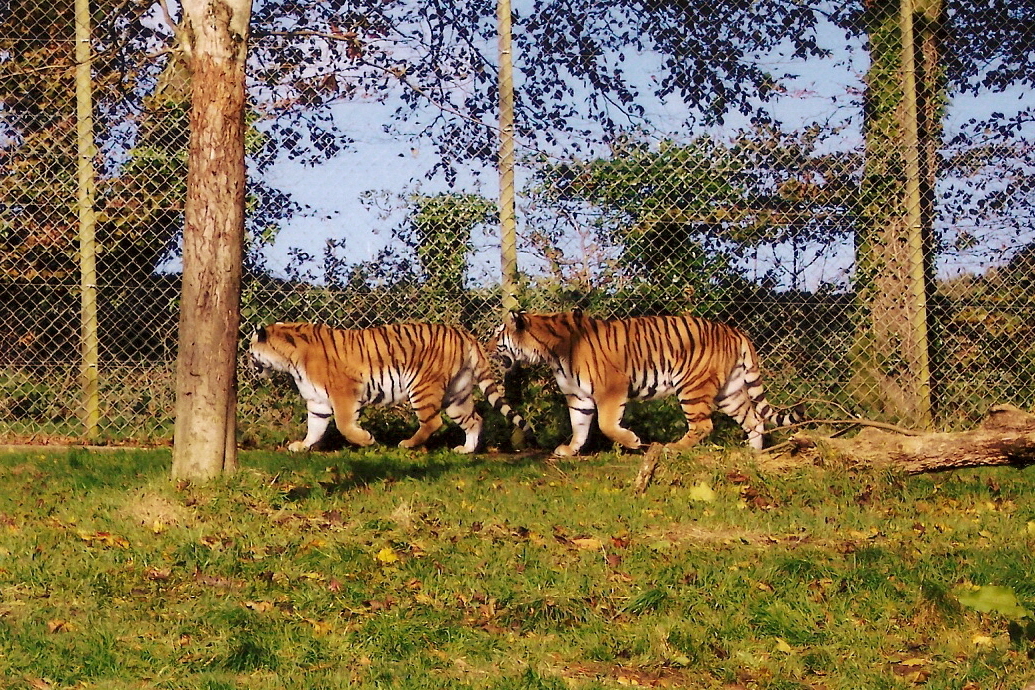 Some Old Pictures From DZP