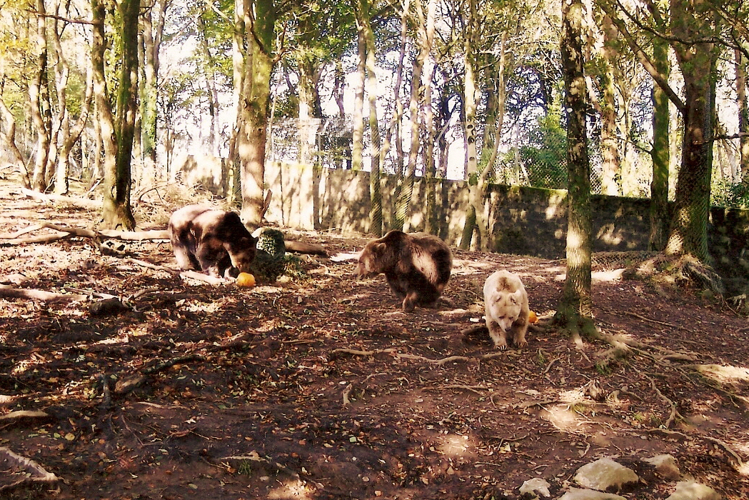 Some Old Pictures From DZP