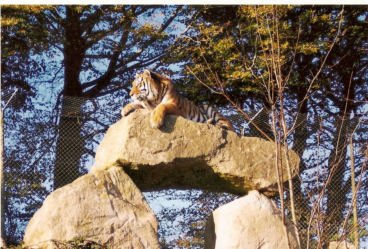 Some Old Pictures From DZP