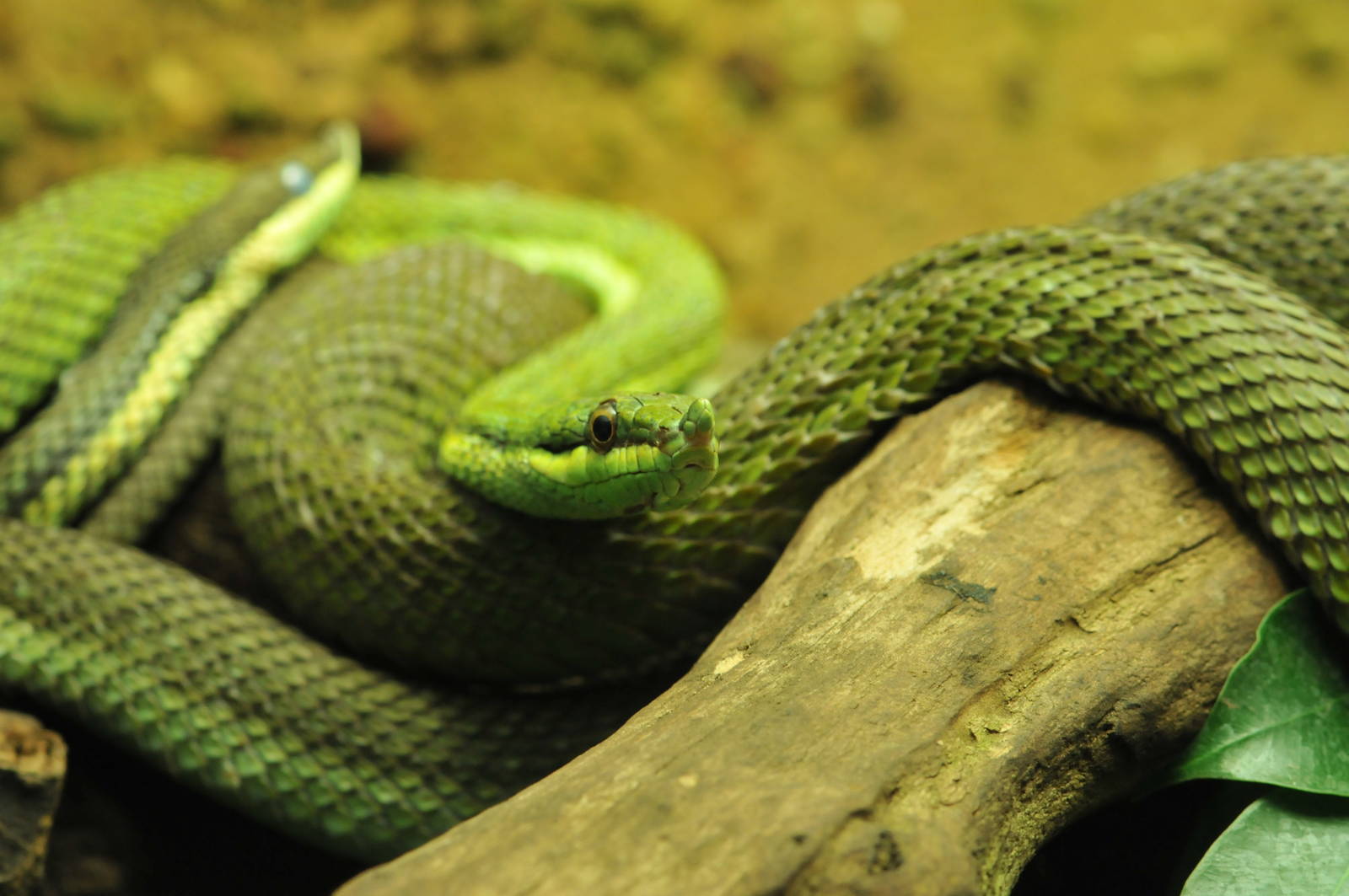 Some other species from Prague´s great reptile collection